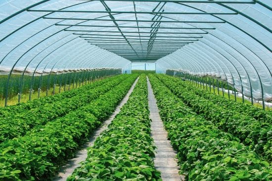 Beyond Conventional Crops: Investigating Specialty Markets in the Greenhouse Agriculture